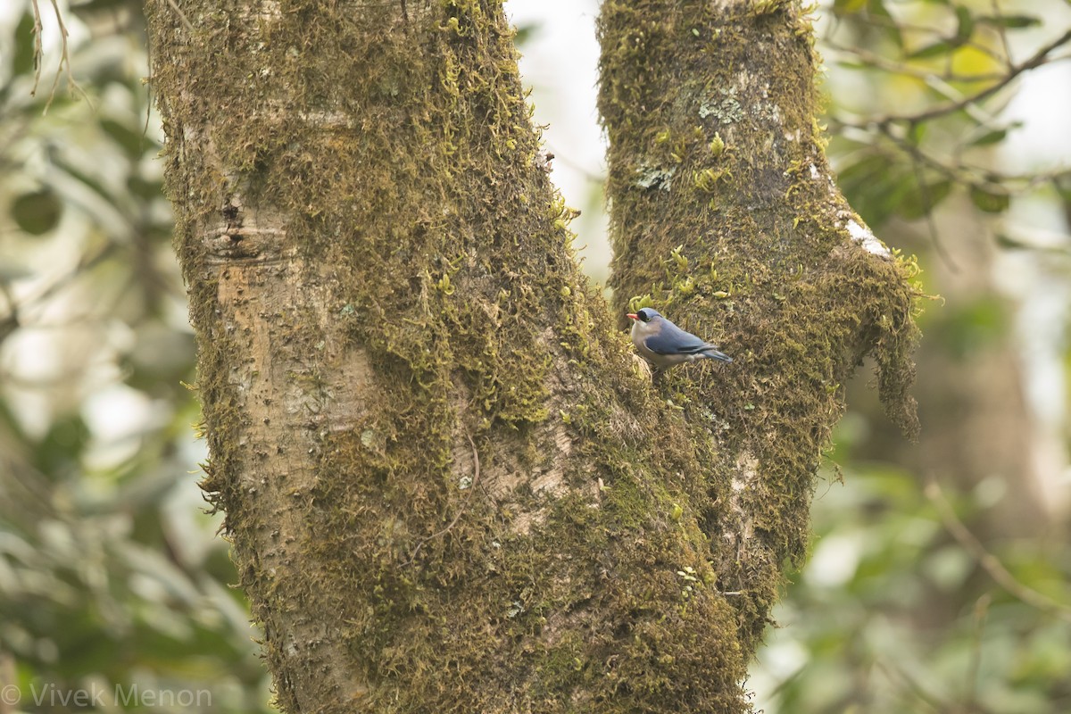 Velvet-fronted Nuthatch - ML301223881