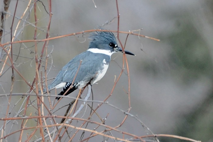 Belted Kingfisher - ML301225171
