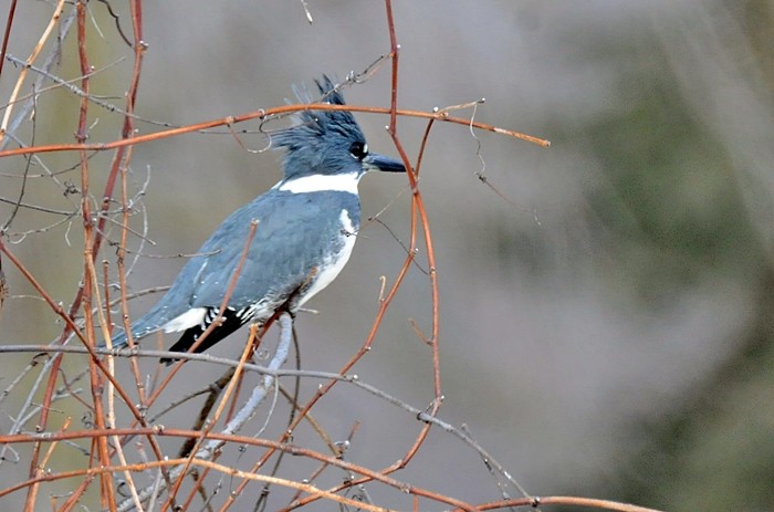 Belted Kingfisher - ML301225221