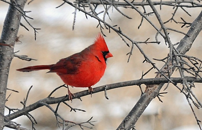 Northern Cardinal - Donald Gorham