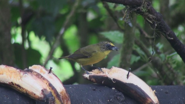 Thick-billed Euphonia (Thick-billed) - ML301227851