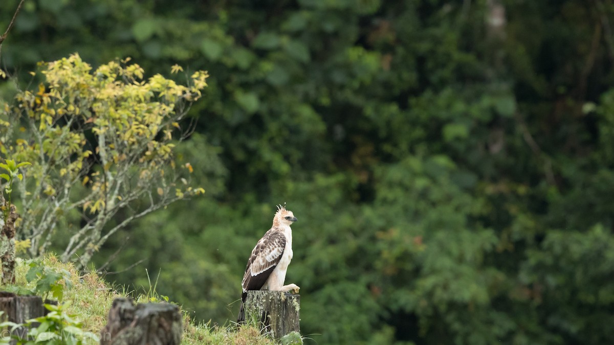 Changeable Hawk-Eagle (Crested) - Vivek Menon