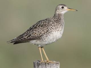 Upland Sandpiper - eBird