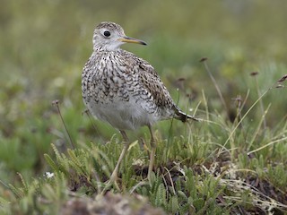 Upland Sandpiper - eBird