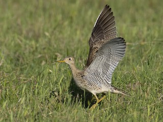 Upland Sandpiper - eBird