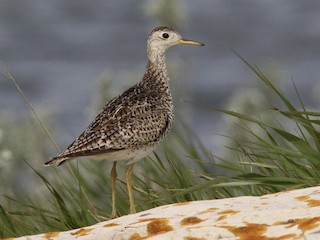 Upland Sandpiper - eBird