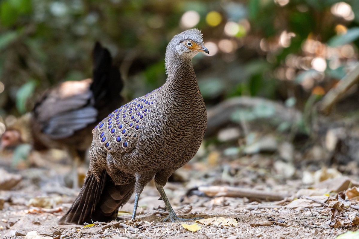 Gray Peacock-Pheasant - ML301230811