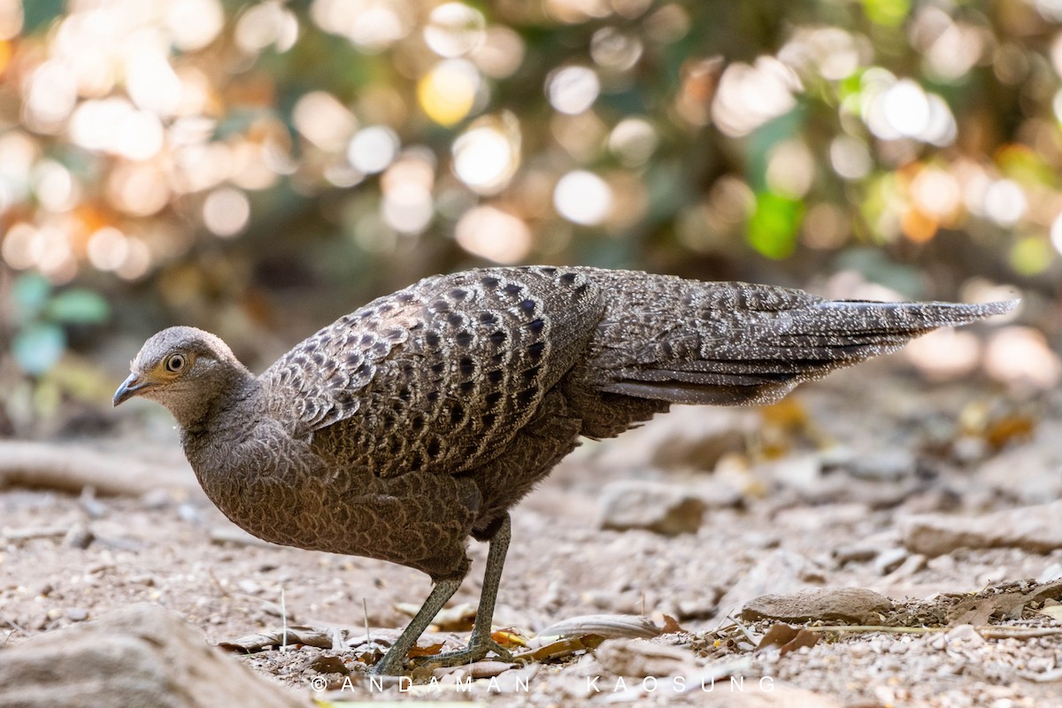 Gray Peacock-Pheasant - ML301230981