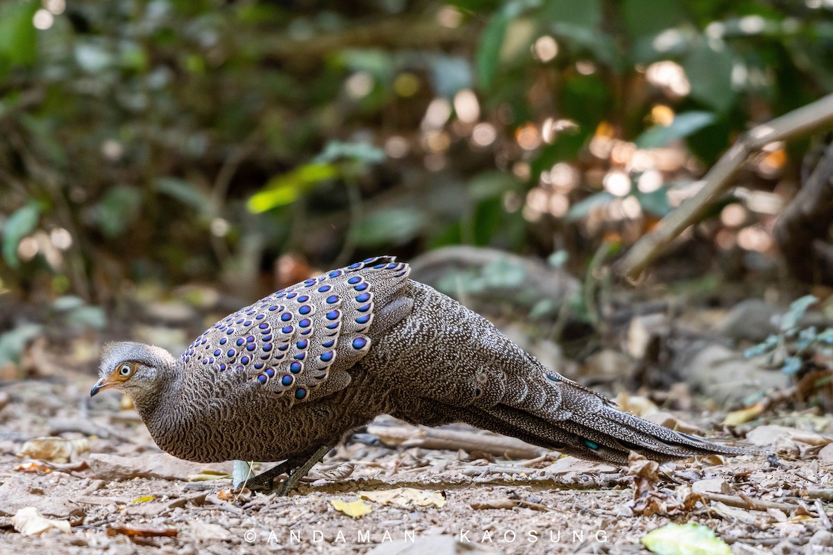 Gray Peacock-Pheasant - Andaman Kaosung