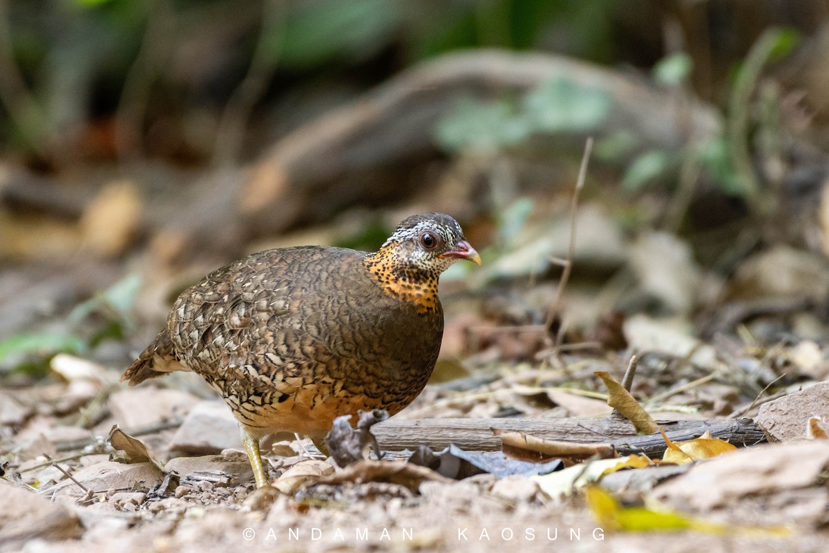 Scaly-breasted Partridge - ML301231091