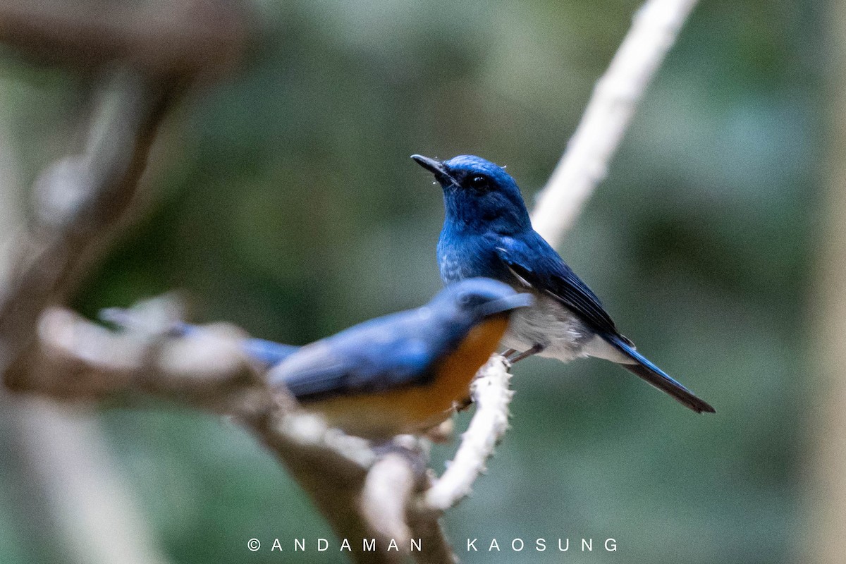 Hainan Blue Flycatcher - Andaman Kaosung