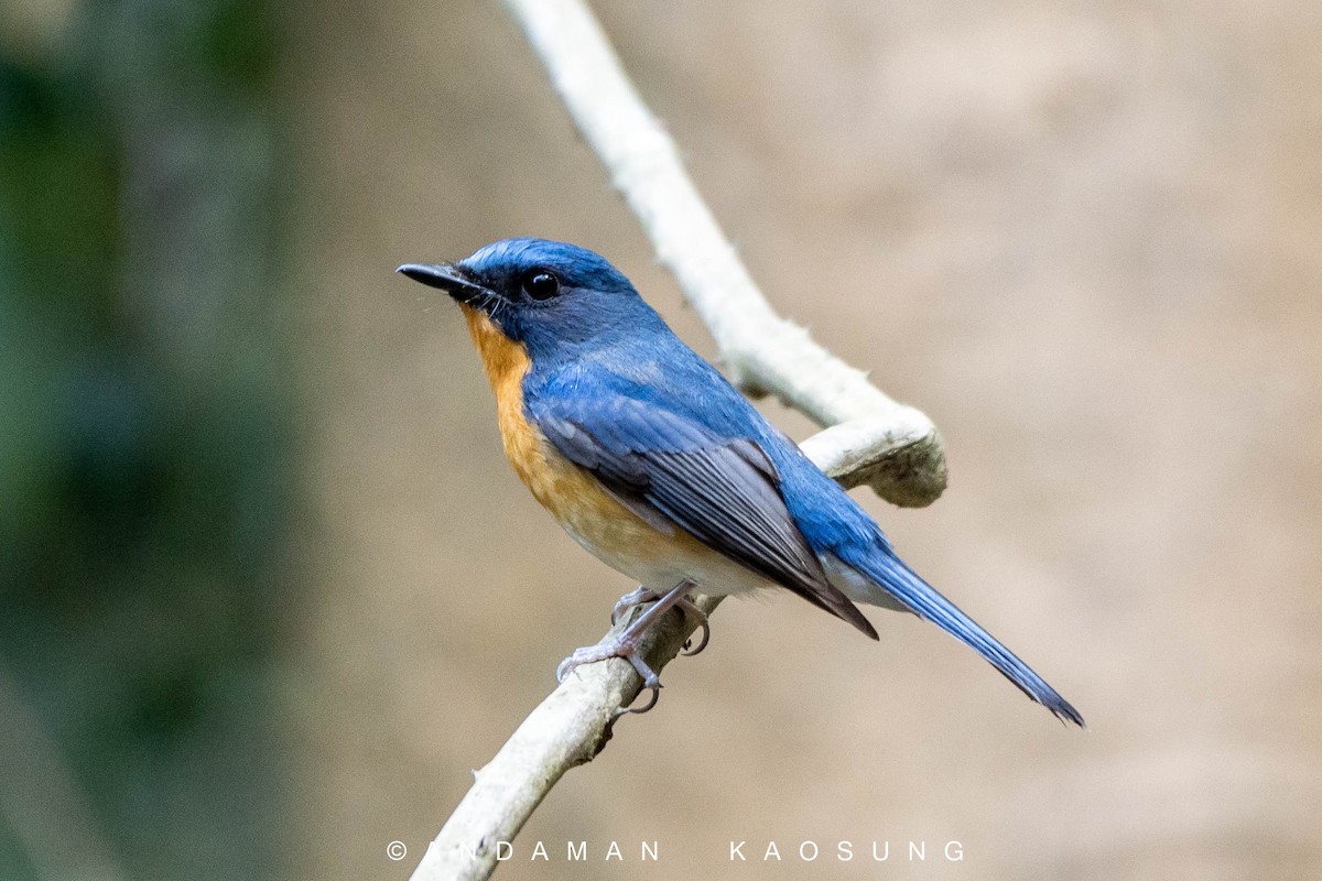 Hill Blue Flycatcher - Andaman Kaosung