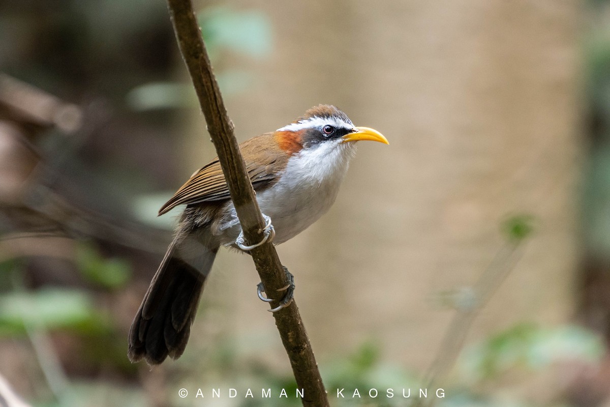 White-browed Scimitar-Babbler - Andaman Kaosung