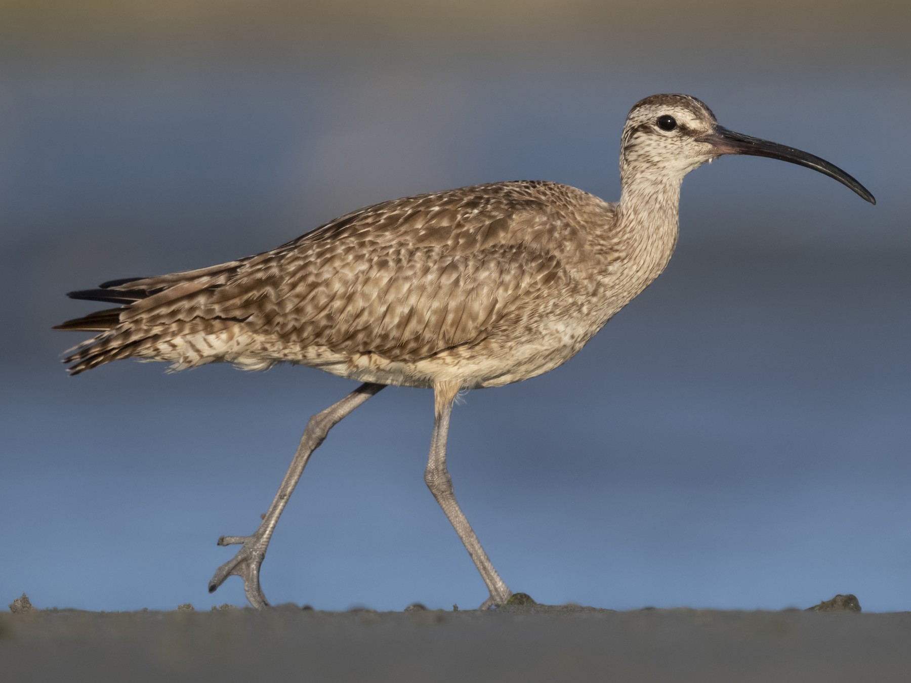 Whimbrel - Sharif Uddin