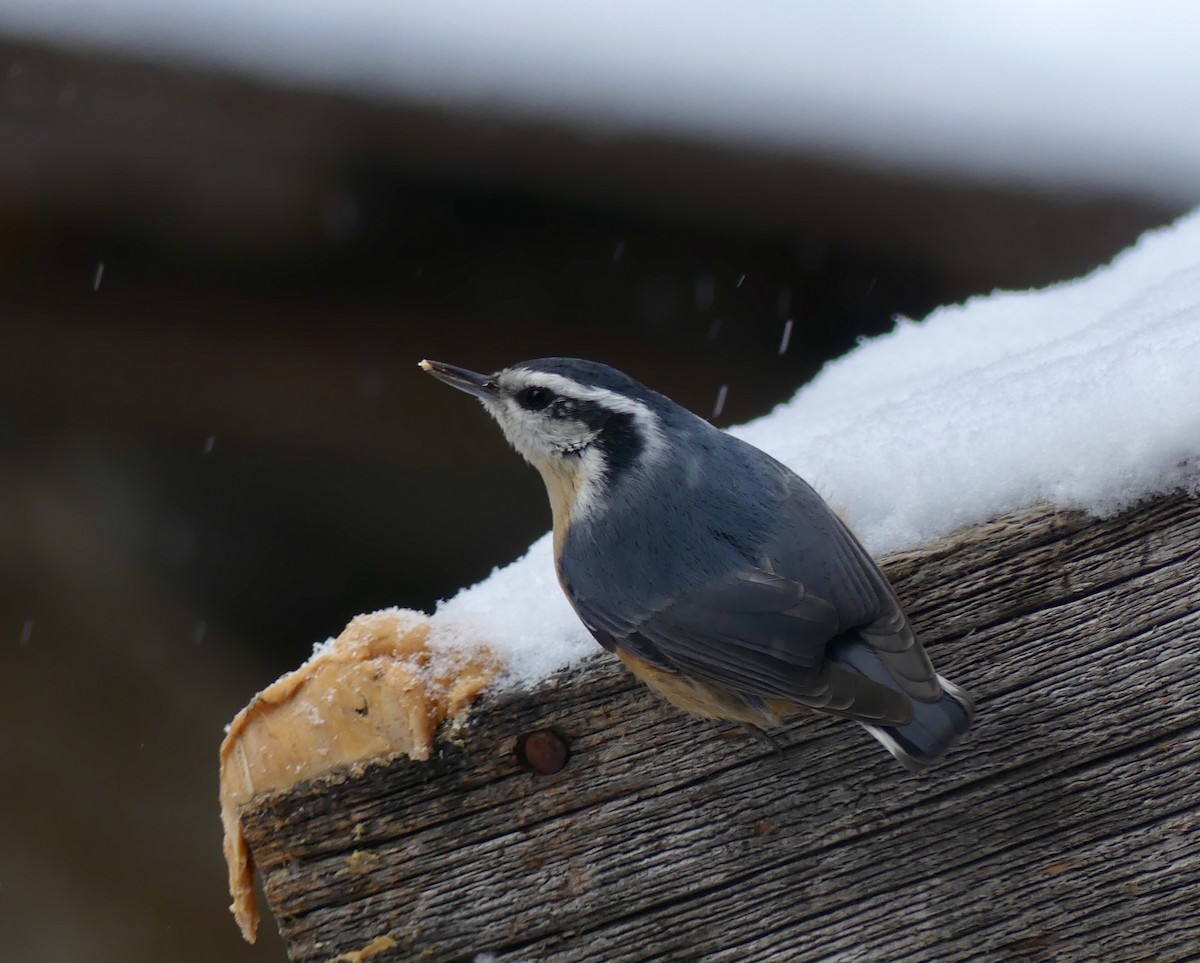 Red-breasted Nuthatch - ML301234471