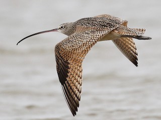  - Long-billed Curlew