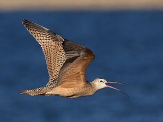  - Long-billed Curlew