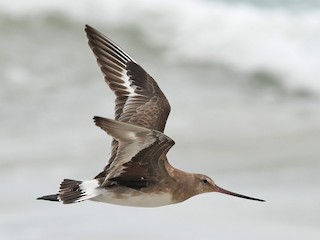 Nonbreeding adult - David M. Bell - ML301238451