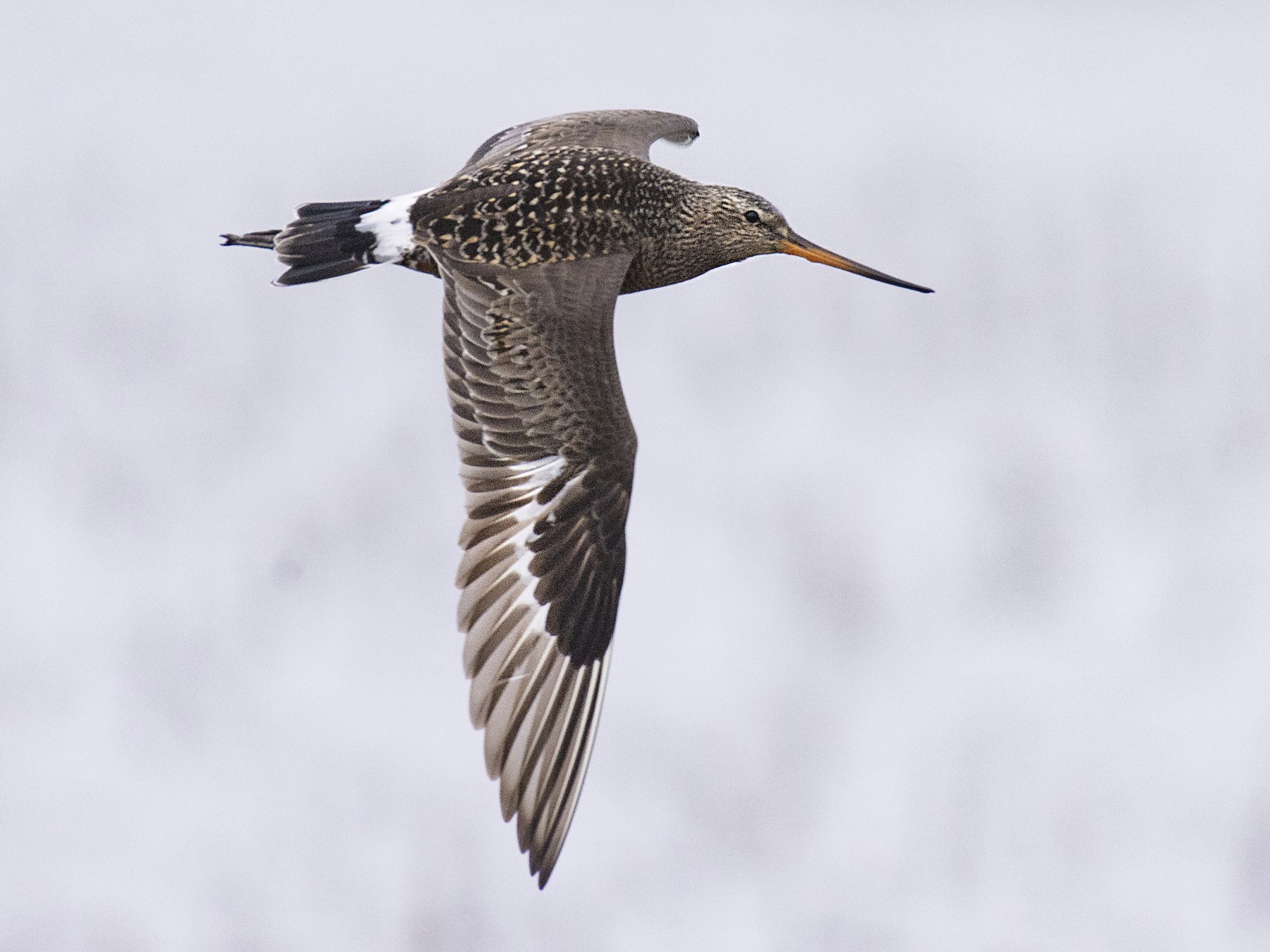 Hudsonian Godwit - Marky Mutchler