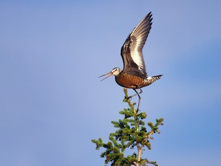 【米搗最大級】シシ神のような角がgoodなOxynopterus　標本 アメリカオグロシギ - eBird