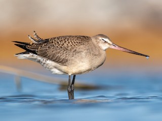 Juvenile - Matthew Bode - ML301238651