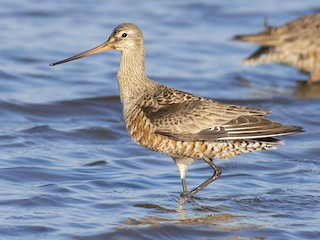 アメリカオグロシギ - eBird