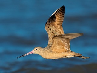  - Marbled Godwit