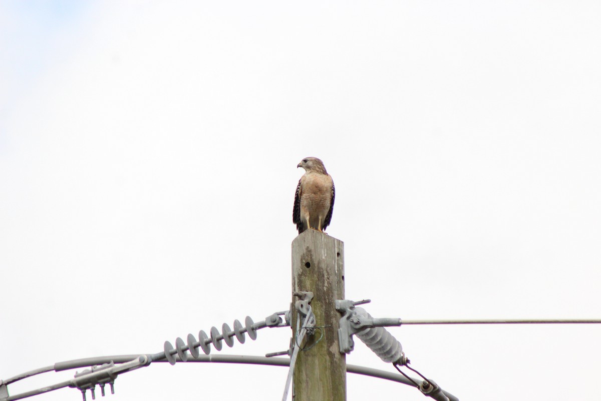 Red-shouldered Hawk (lineatus Group) - ML301239201