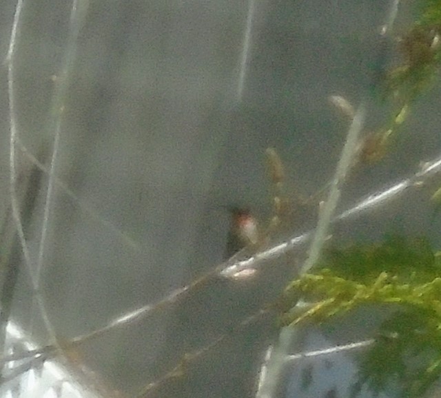 Ruby-throated Hummingbird - ML301239591