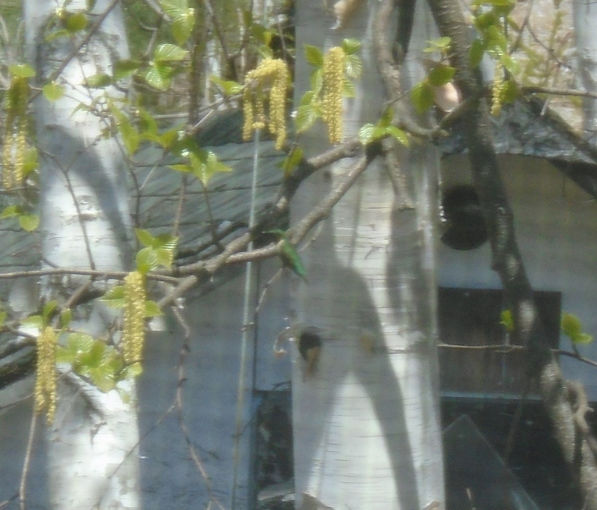 Yakut Boğazlı Kolibri - ML301239711