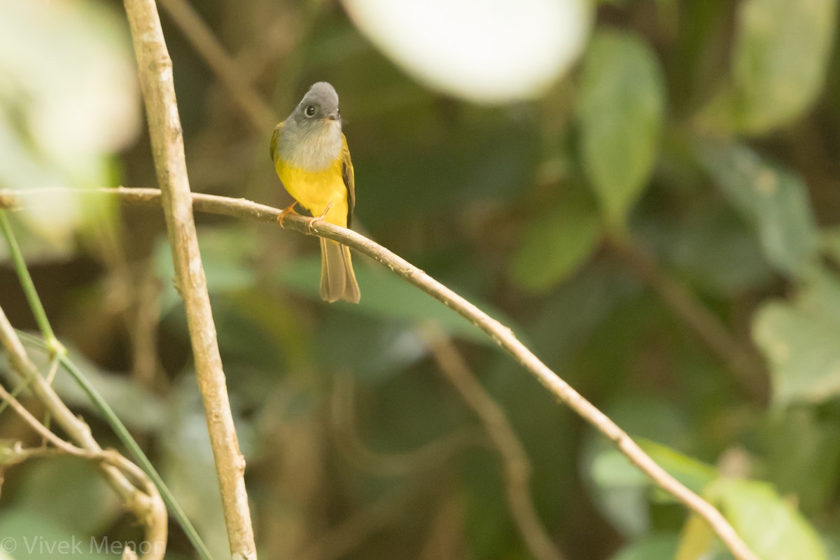 Gray-headed Canary-Flycatcher - ML301240081