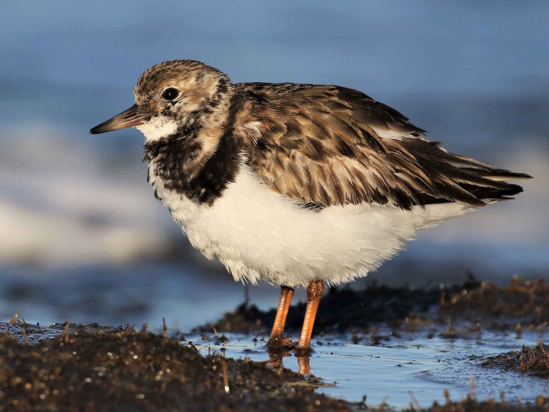 Ruddy Turnstone - Baxter Beamer