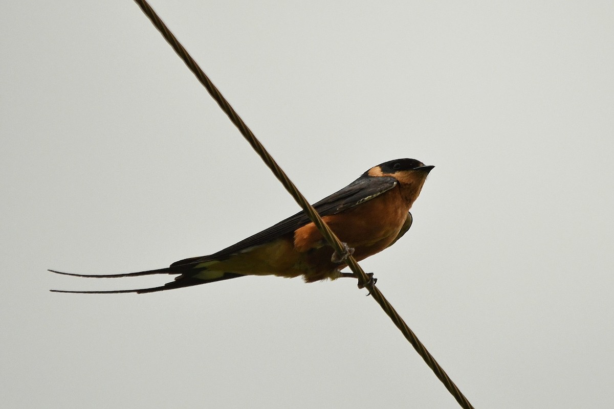 Rufous-chested Swallow - graham cochrane