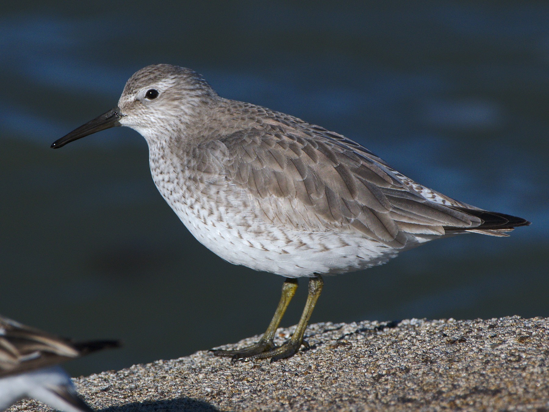 Red Knot - Carl Miller