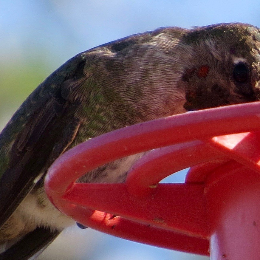 Anna's Hummingbird - Bill Lisowsky