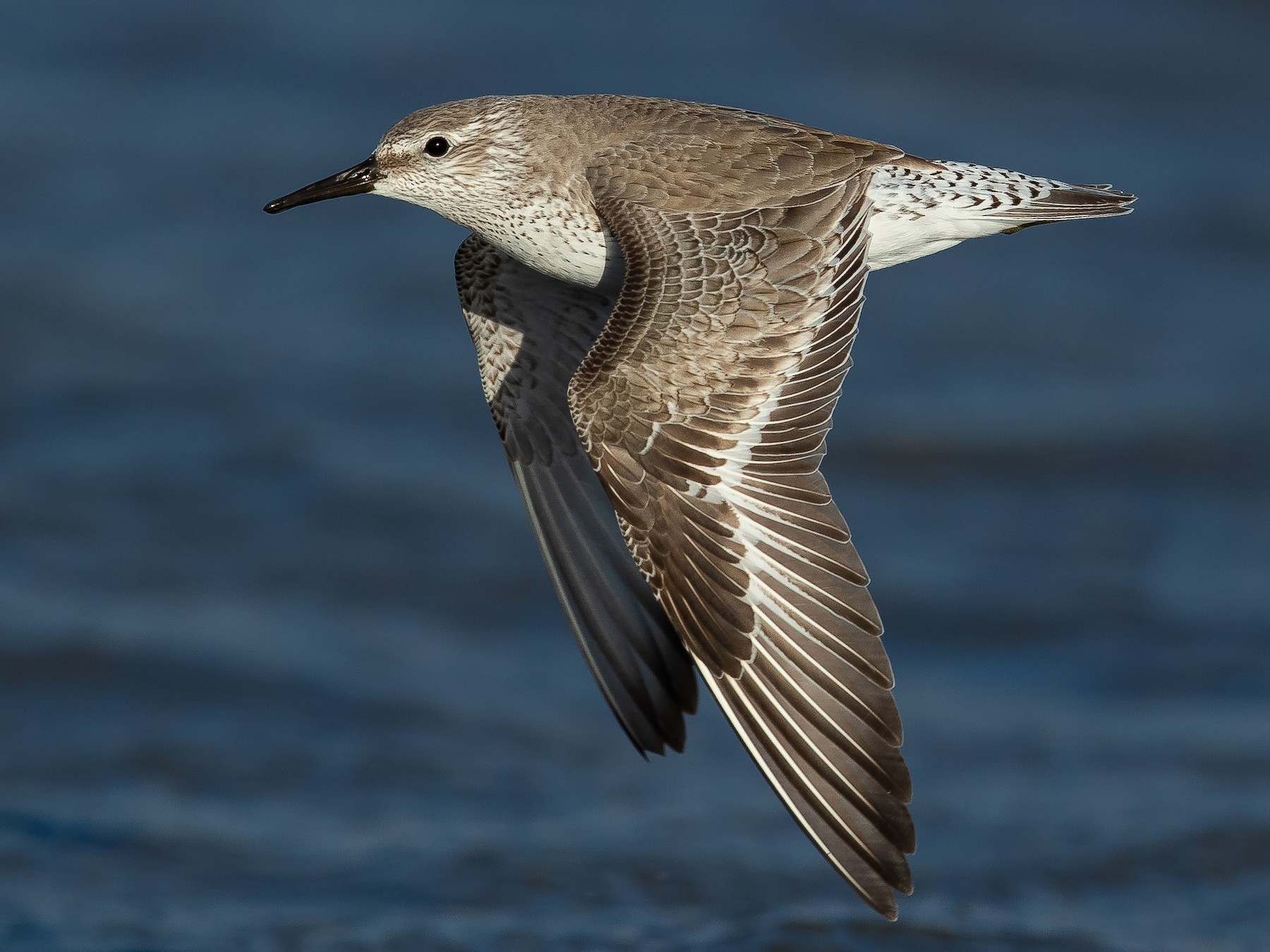 Red Knot - Dorian Anderson