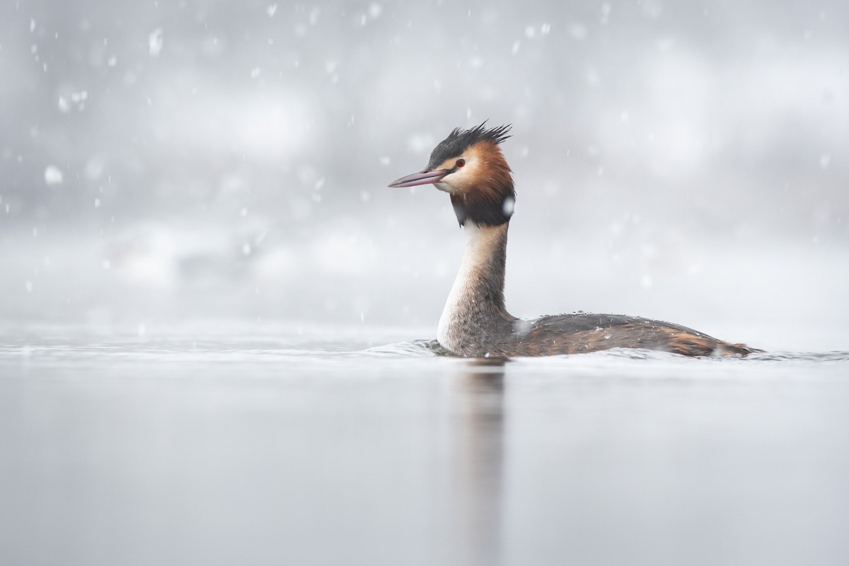 Great Crested Grebe - ML301253331
