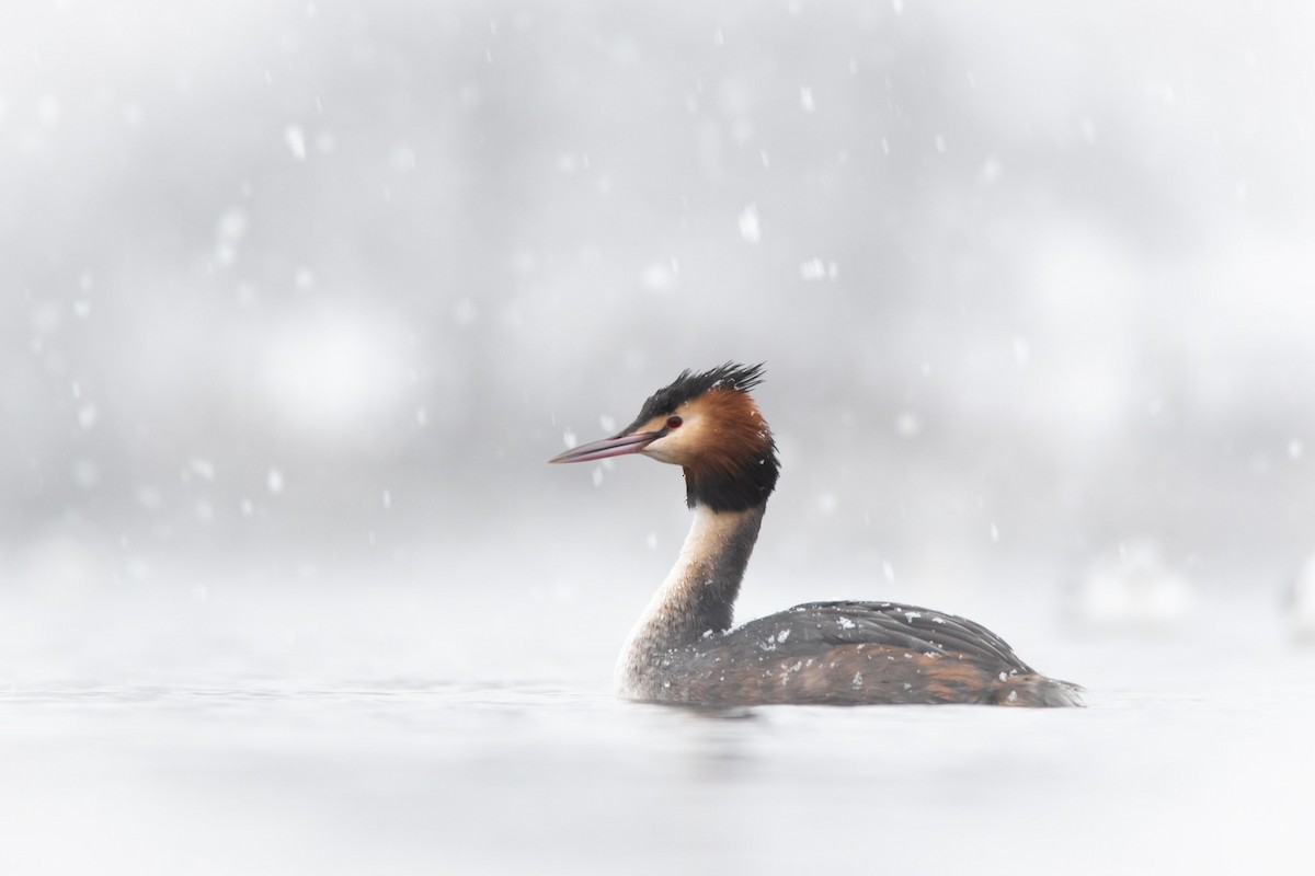 Great Crested Grebe - Isaiah Rowe