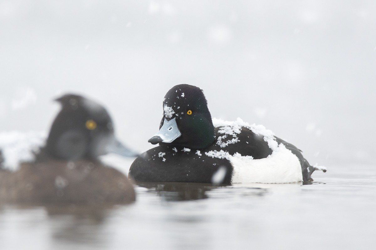 Tufted Duck - ML301253831