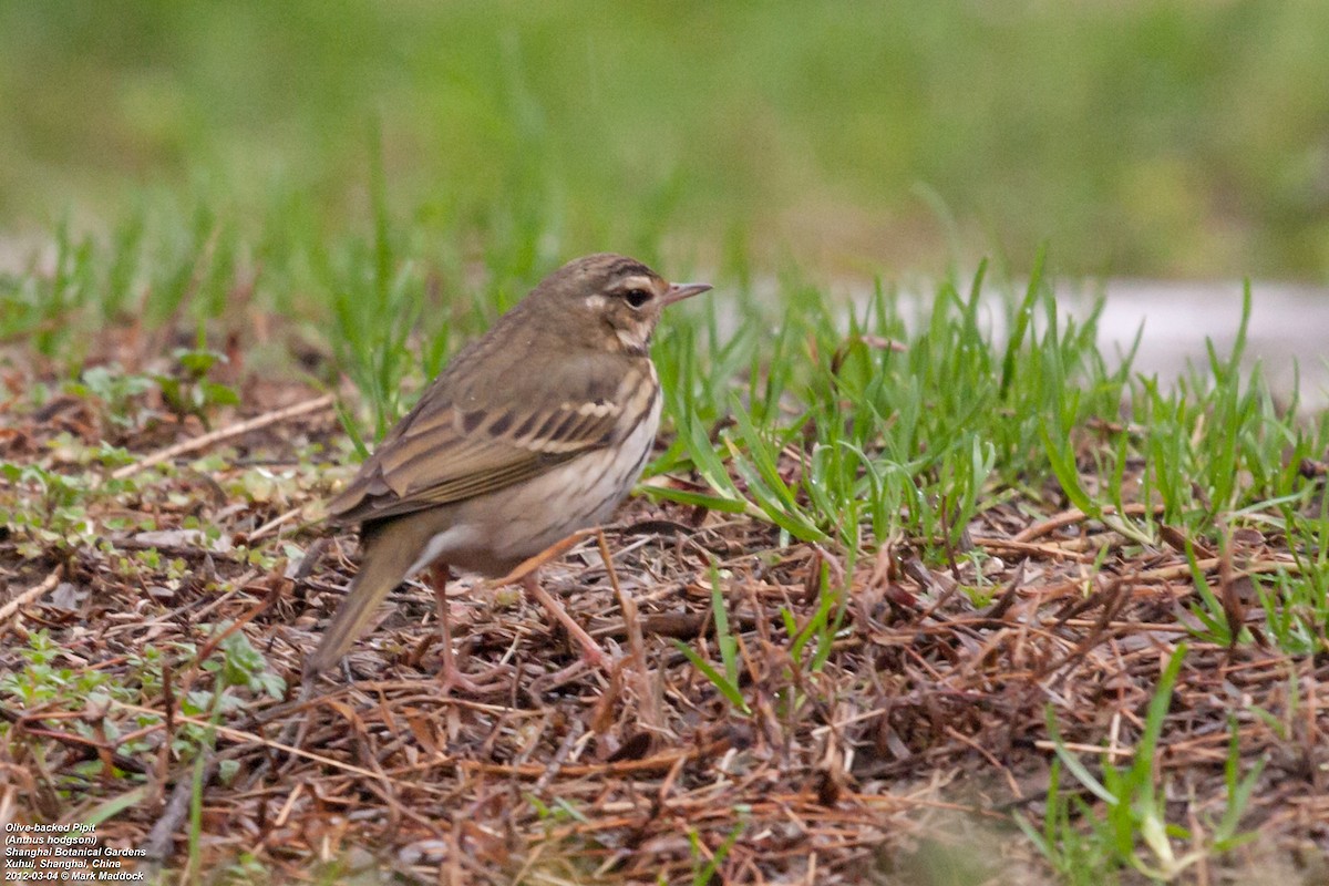Olive-backed Pipit - ML301255131