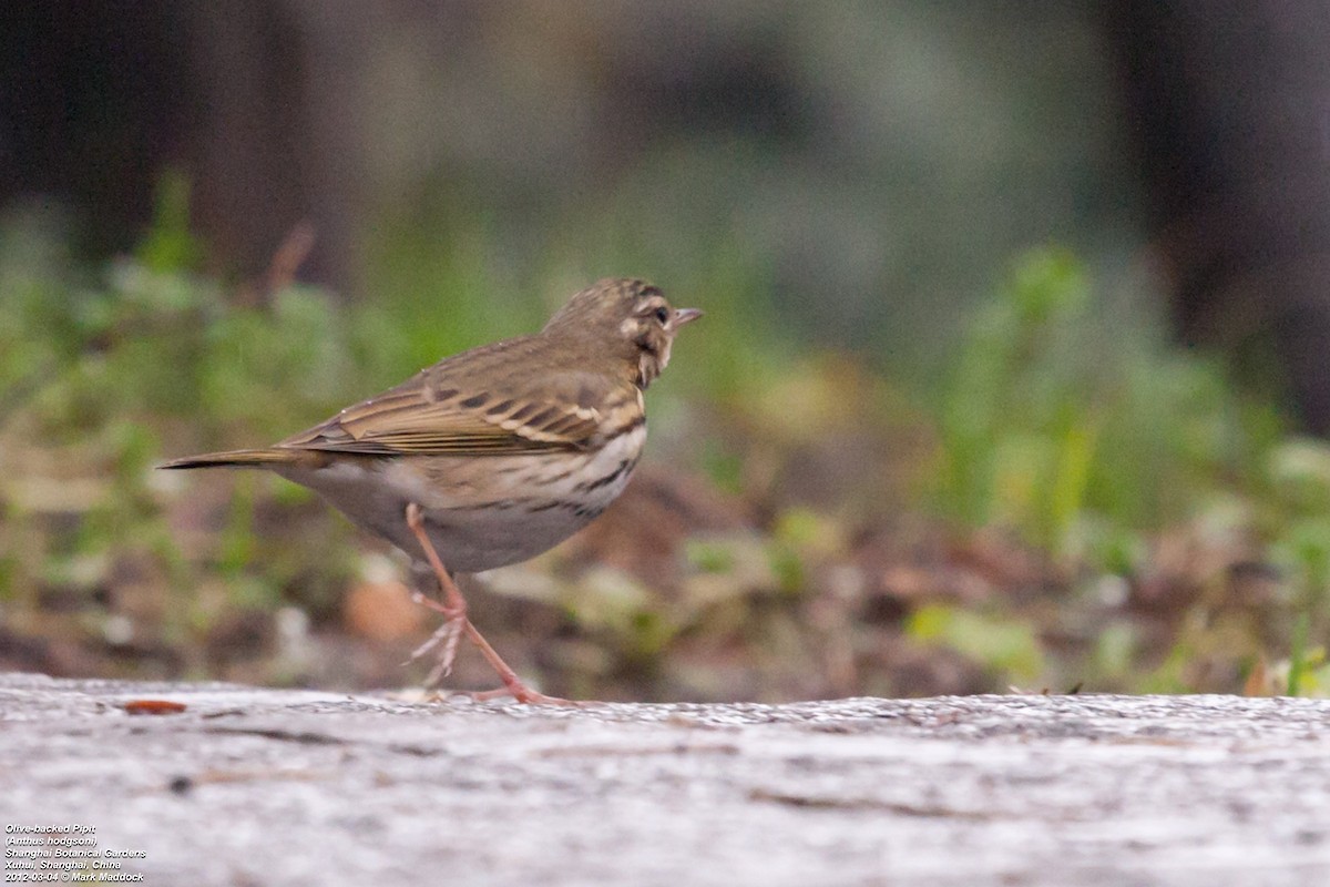 Olive-backed Pipit - ML301255141