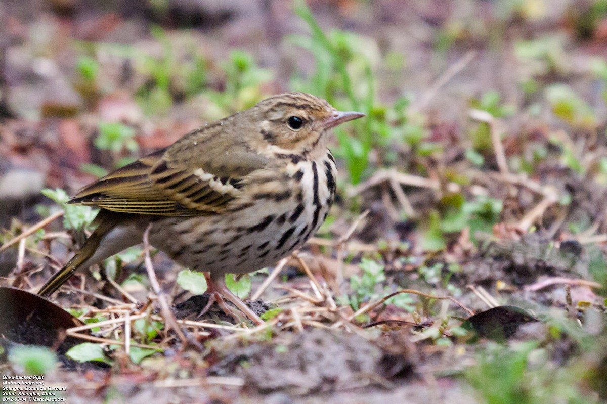 Olive-backed Pipit - ML301255231