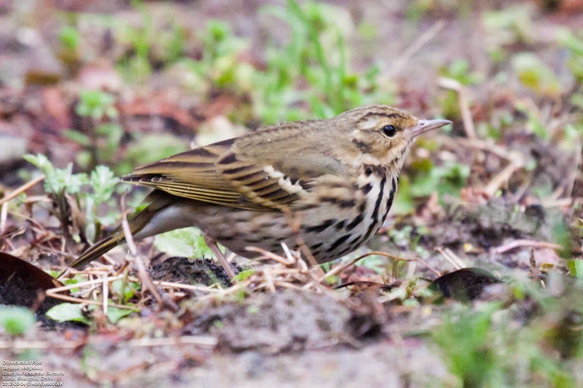 Olive-backed Pipit - ML301255241
