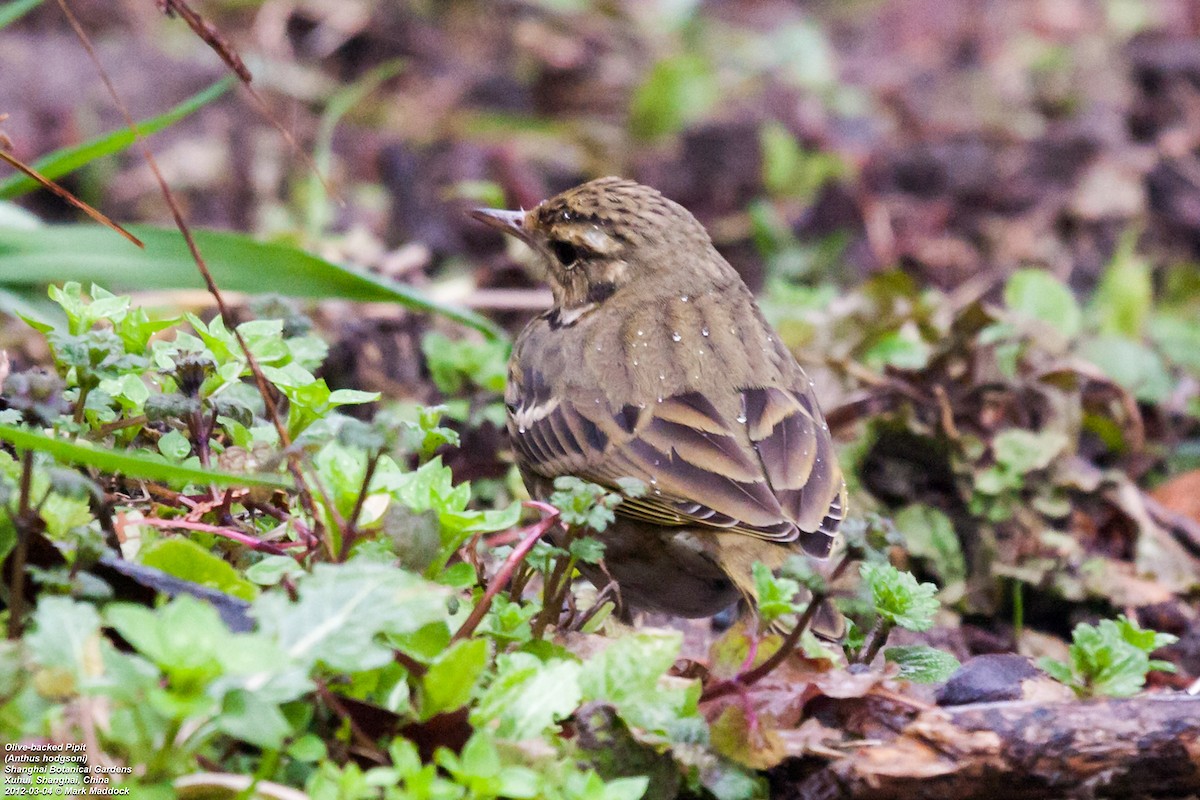 Olive-backed Pipit - ML301255251