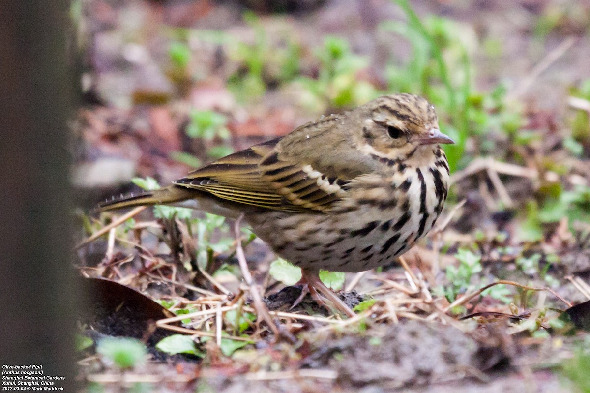 Olive-backed Pipit - ML301255271
