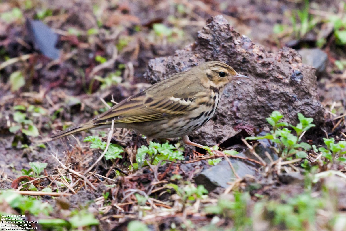 Olive-backed Pipit - ML301255311