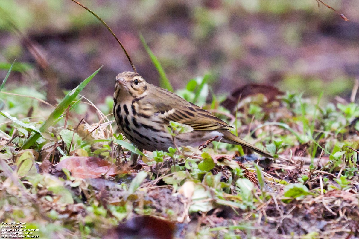 Olive-backed Pipit - ML301255321