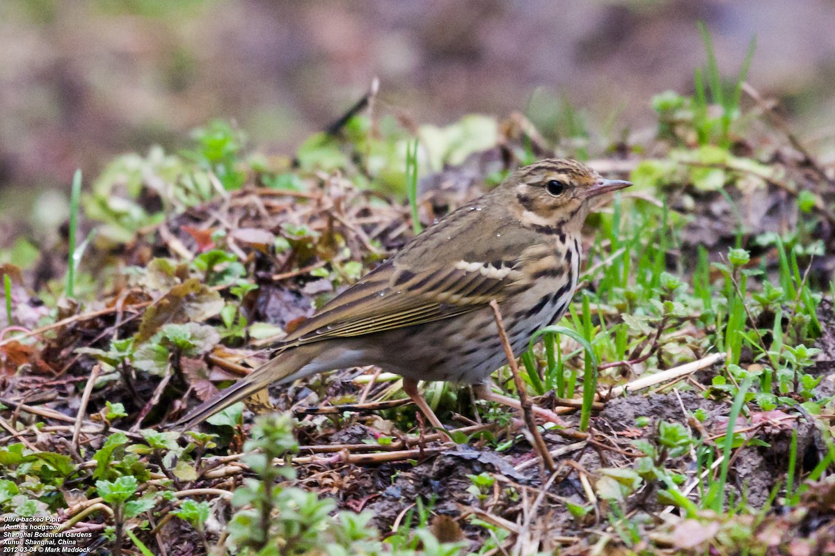 Olive-backed Pipit - ML301255341