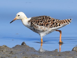 Nonbreeding male - Lorenzo Vinciguerra - ML301258431