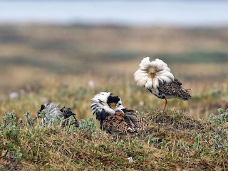 繁殖期雄鳥 - Andrew Spencer - ML301258511